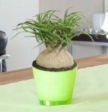 Slonova noga - Nolina recurvata