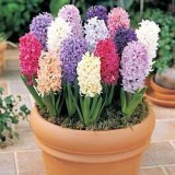 CVIJEĆE SOBNO HYACINTHUS 1PP 7 15 K