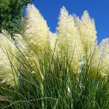 CVIJEĆE VANJSKO PAMPAS TRAVA - CORTADERIA SELOANA ''ROSEA''