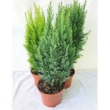 CONIFERA MIX FI 13/40 CM