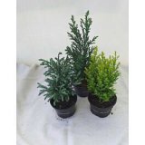 CONIFERA MIX FI 9/ 25 CM
