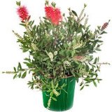 CVIJEĆE VANJSKO SAD.CALLISTEMON CITRINUS 10