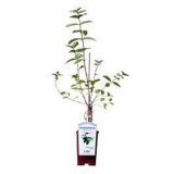 SADNICA VOCA BOROVNICA