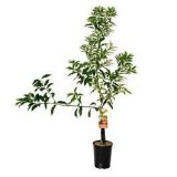 SADNICA VOĆA KUMKVAT FI 22/24 SA PLODOVIMA