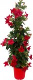 Mandevila (lat. Dipladenia sundaville)