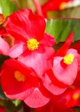 Trajnocvjetna begonija (lat. Begonia semperflorens)