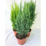 Vanjska biljka CONIFERA MIX FI 13 40