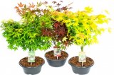 Acer palmatum
