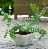 Eukaliptus (lat. Eucalyptus Pulverulenta 'Baby Blue')