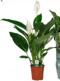Spathiphyllum Cupido Compacto
