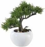 Dekorativna biljka - Bonsai