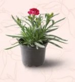 Milijun zvončića, Karanfil dianthus, Pelargonija zonale, Ivančica, Aromatično bilje ili Viseća lončanica mix 1 kom