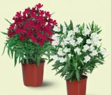 Oleander 1 kom
