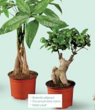 Ficus ginseng ili Pahira