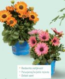 Osteospermum