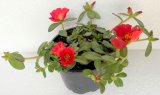 Viseći prkos (lat. Portulaca umbraticola)