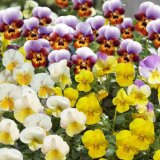 Maćuhica 'Ice Babies' (lat. Viola x cornuta)
