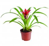 Bromelia mix 1 kom