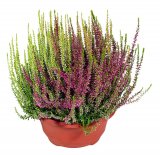 Vrijesak Calluna Twins