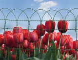 Plastificirana žica FLORITOR 40cm/10m