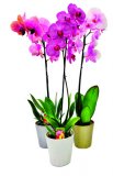 Phaleonopsis / Orhideje