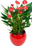 Anturij 'Million Flowers' (lat. Anthurium andreanum)