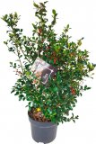 Božikovina (lat. Ilex aquifolium)