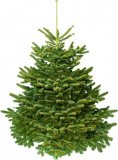 Nordijska jela (lat. Abies Nordmanniana)