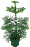Sobna jela (lat. Araucaria heterophylla)