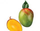 Mango 1 kom