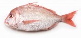 Pagar 600-800 grama/komad 1 kg
