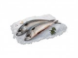 Svježa očišćena skuša 1 kg