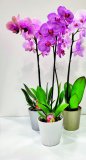 Orhideja 1 kom