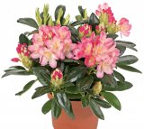 Rhododendron