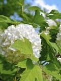 Snježna gruda (lat. Viburnum opulus)
