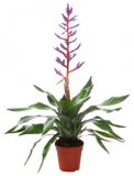 Aechmea Blue Rain