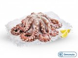 Hobotnica Frozy 1 kg