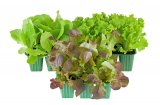 Sadnice salate