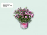 Karanfil dianthus ‘Pink Kisses’