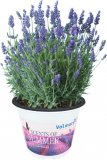 Lavanda 'Scents of Summer' (lat. Lavandula angustifolia)