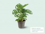 Monstera Visina: cca 32 cm Promjer: cca 12 cm