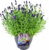 Prava lavanda 'Blue Scent' (lat. Lavandula angustifolia)