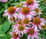 Purpurna ehinaceja (lat. Echinacea purpurea)