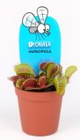 Venerina muholovka (lat. Dionaea muscipula)