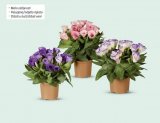 Eustoma