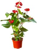 Anthurium