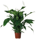 Spathiphyllum