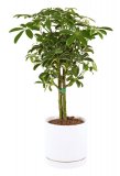 Schefflera