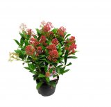 Japanska skimija 'Rubella' (lat. Skimmia japonica)