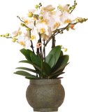 Mnogocvijetna orhideja (lat. Phalaenopsis multiflowers) T12, u ukrasnoj tegli